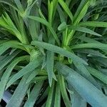 Dianthus caryophyllus Blad