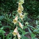 Digitalis grandifloraFlors