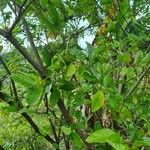Piper tuberculatum Fruit