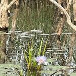 Nymphaea elegans Floare