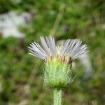 Erigeron alpinus Kvet