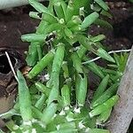 Austrocylindropuntia subulata Blatt