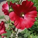 Alcea roseaFlower