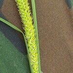 Carex acuta Fruit