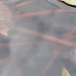 Nymphaea candida Bark