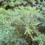 Juniperus chinensis Leaf