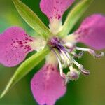 Clarkia rhomboidea Blüte