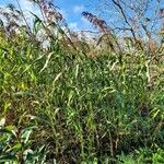 Sorghum halepense 整株植物