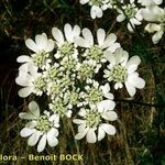 Orlaya grandiflora 花