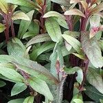 Gaura lindheimeri Blatt