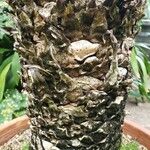 Cycas circinalis Bark