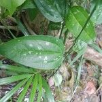 Smilax spinosa Liść