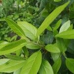Viburnum tinus 葉