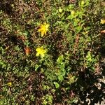 Hypericum balearicum Blatt