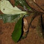 Psychotria konguensis Yeri
