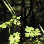 Cardamine graeca Autre