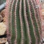 Ferocactus pilosus Агульны выгляд