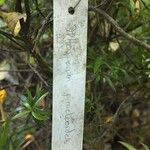 Pittosporum pimeleoides Bark