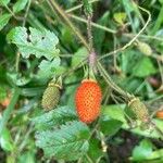 Rubus rosifolius Frukto