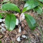 Monotropa uniflora Žiedas