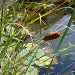 Typha laxmannii 果實