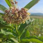 Asclepias syriacaᱵᱟᱦᱟ