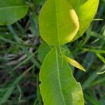 Prunus serotina 叶