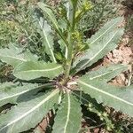 Brassica elongata 葉