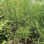 Symphyotrichum pilosum 形態