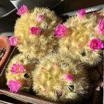 Mammillaria carmenae Flor