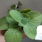 Myroxylon balsamum Leaf