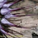 Physoplexis comosa Flor