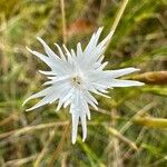 Dianthus monspessulanus Cvet