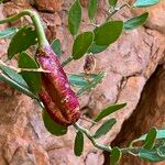 Capparis cartilaginea Fruit