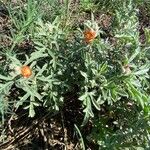 Sphaeralcea coccinea 花