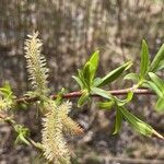 Salix eriocephala Blatt