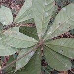 Cola rostrata Ravina