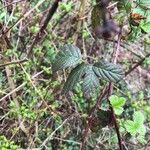 Rubus sulcatus Feuille