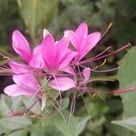 Cleome spinosa Flower