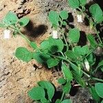 Salpichroa origanifolia Flower