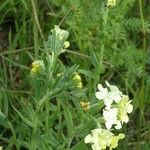 Lithospermum cobrense عادت