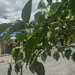 Solanum paniculatum Blatt