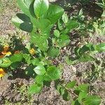 Aronia melanocarpa Blad