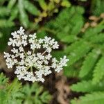 Aethusa cynapium Flower