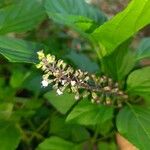 Ocimum carnosum Floare