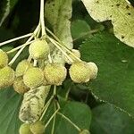 Tilia × europaea ফল