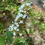 Buddleja asiatica Ostatní