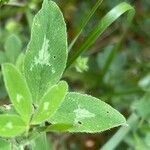 Trifolium medium Blatt