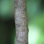 Acalypha integrifolia Bark