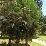 Chamaerops humilis Folha